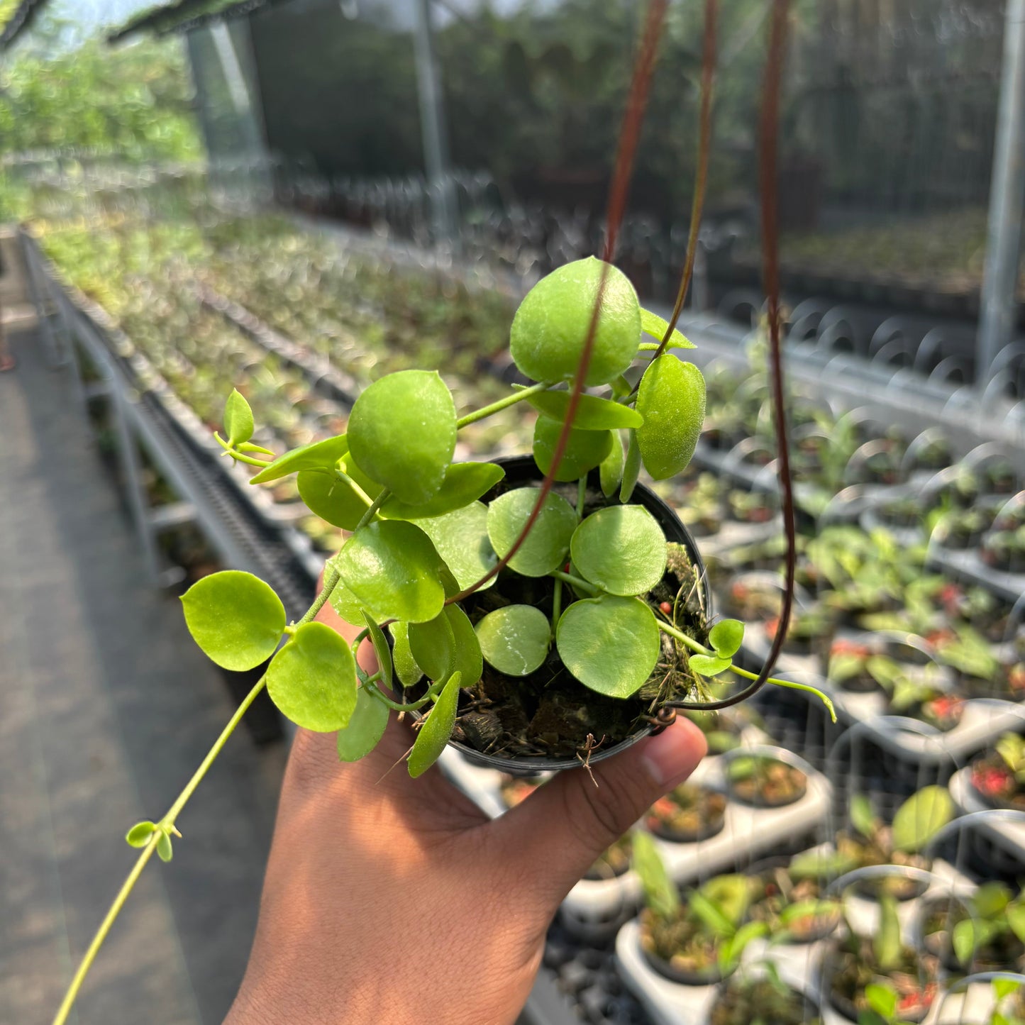 Hoya SP Mamasa "VN-775"