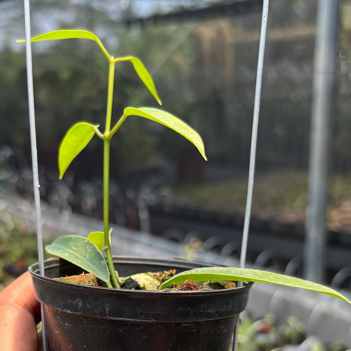 Hoya Gildingii