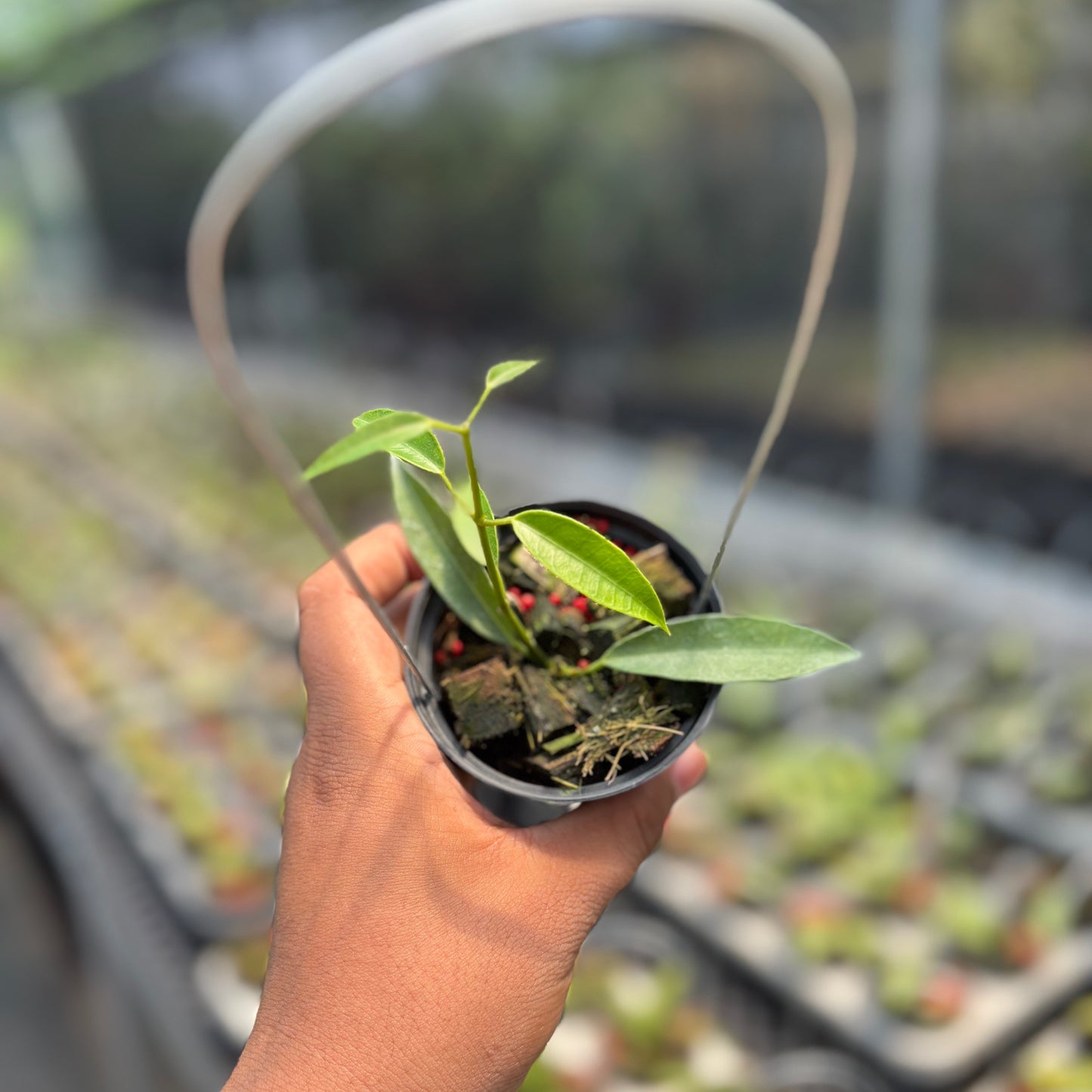 Hoya Gildingii - Indonesian Rare Plants