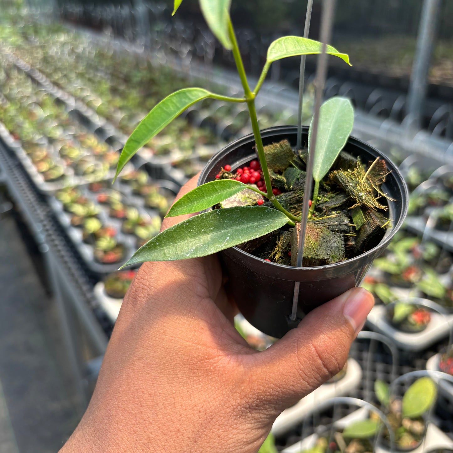 Hoya Gildingii