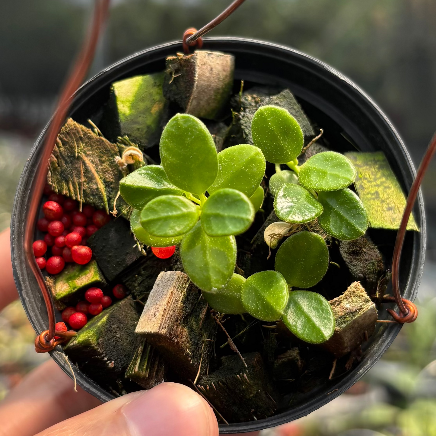 Hoya Tengchongensis