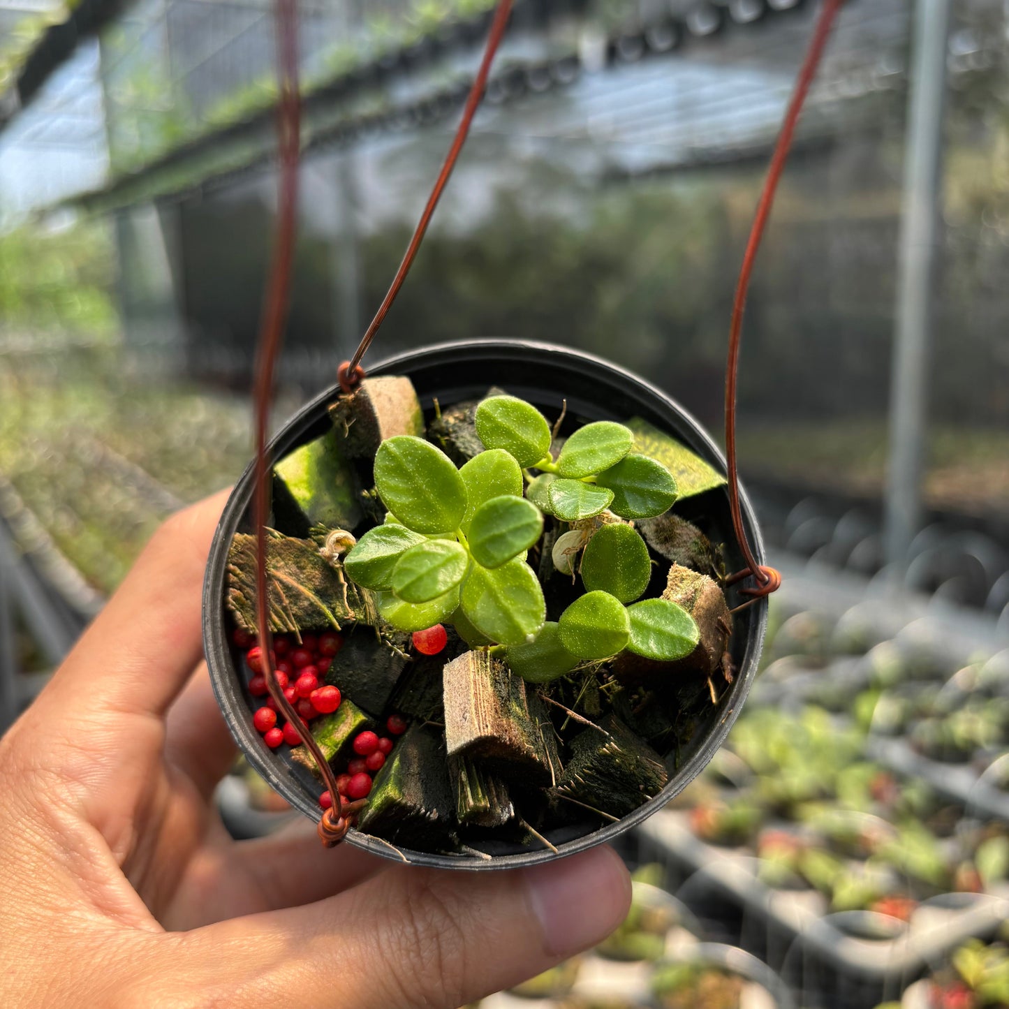 Hoya Tengchongensis - Indonesian Rare Plants