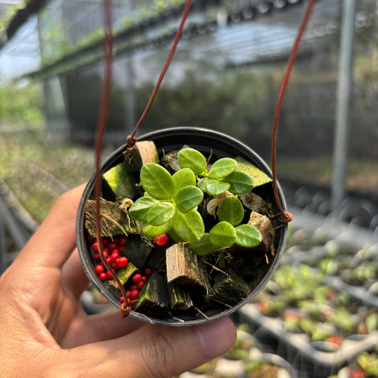 Hoya Tengchongensis - Indonesian Rare Plants