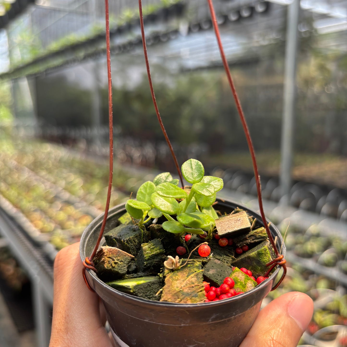 Hoya Tengchongensis