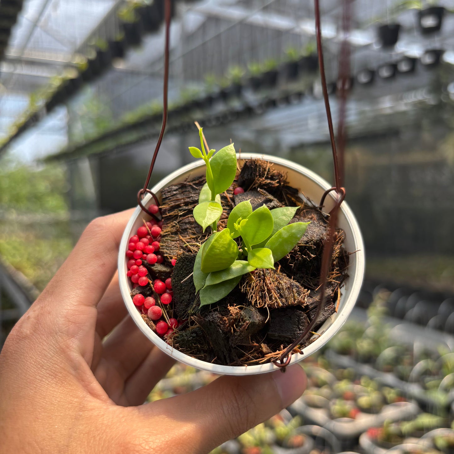 Hoya Vidalii