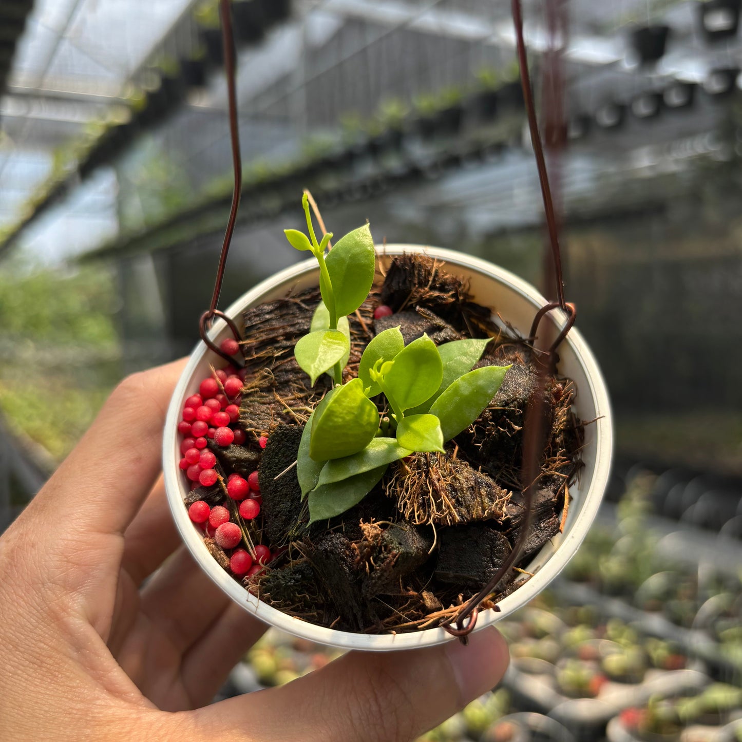 Dischidia Vidalii — photo 2