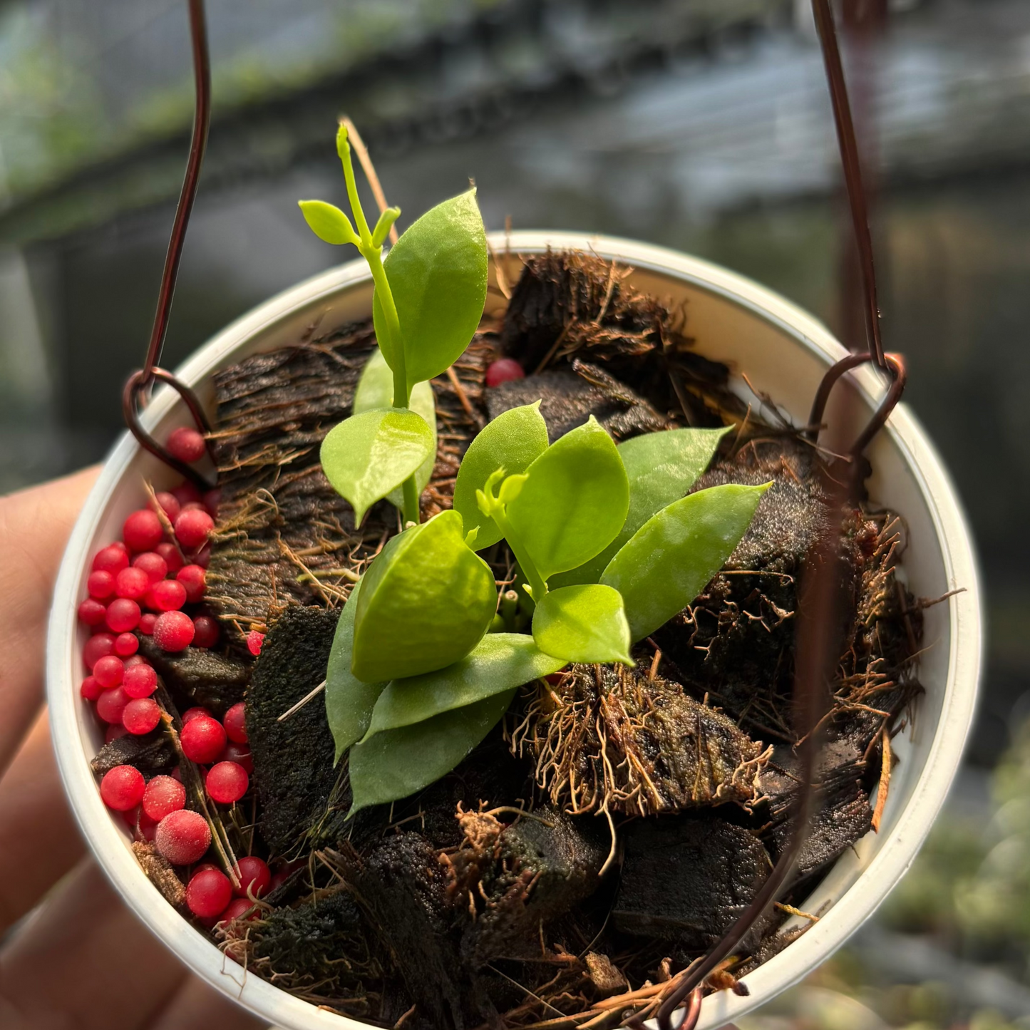 Hoya Vidalii