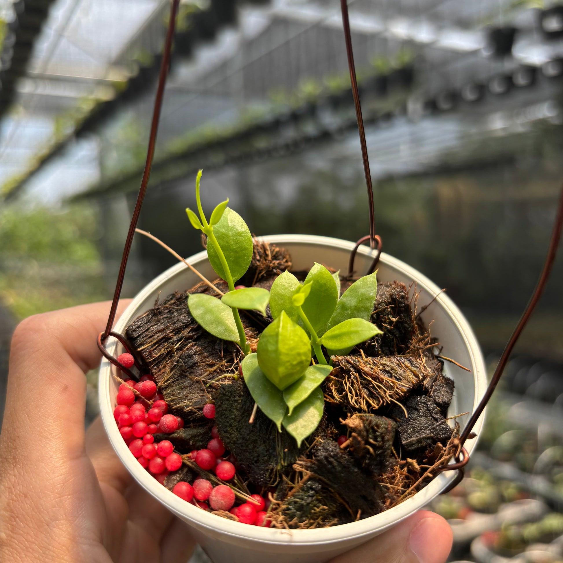 Hoya Vidalii - Indonesian Rare Plants