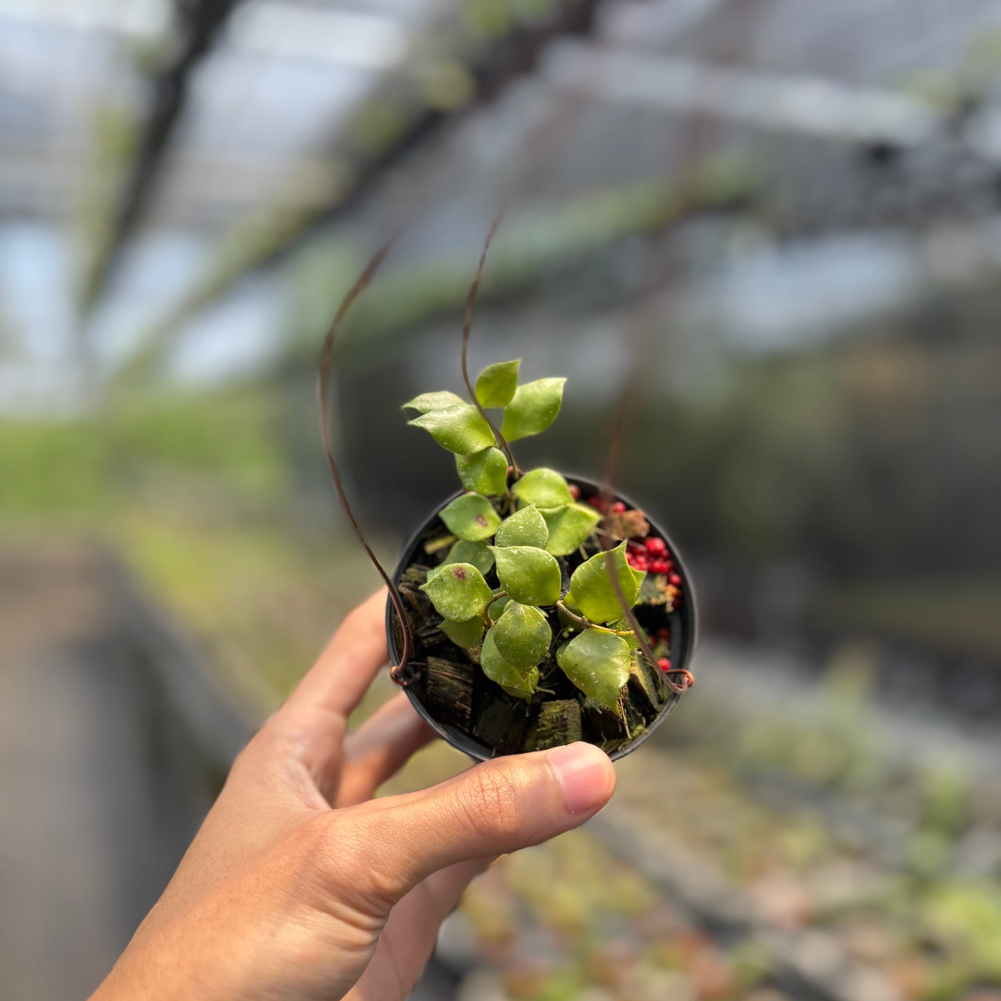 Hoya Minutiflora - Indonesian Rare Plants