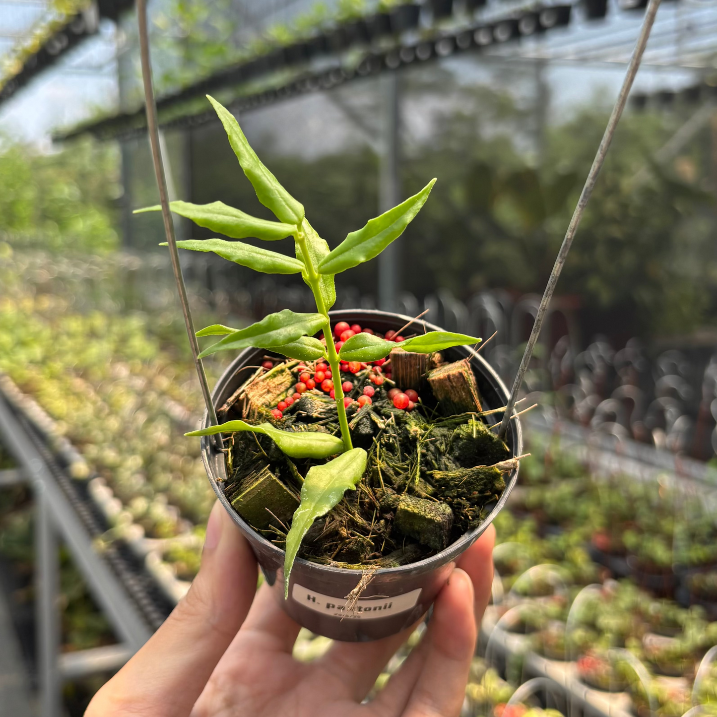 Hoya Paxtonii - Indonesian Rare Plants