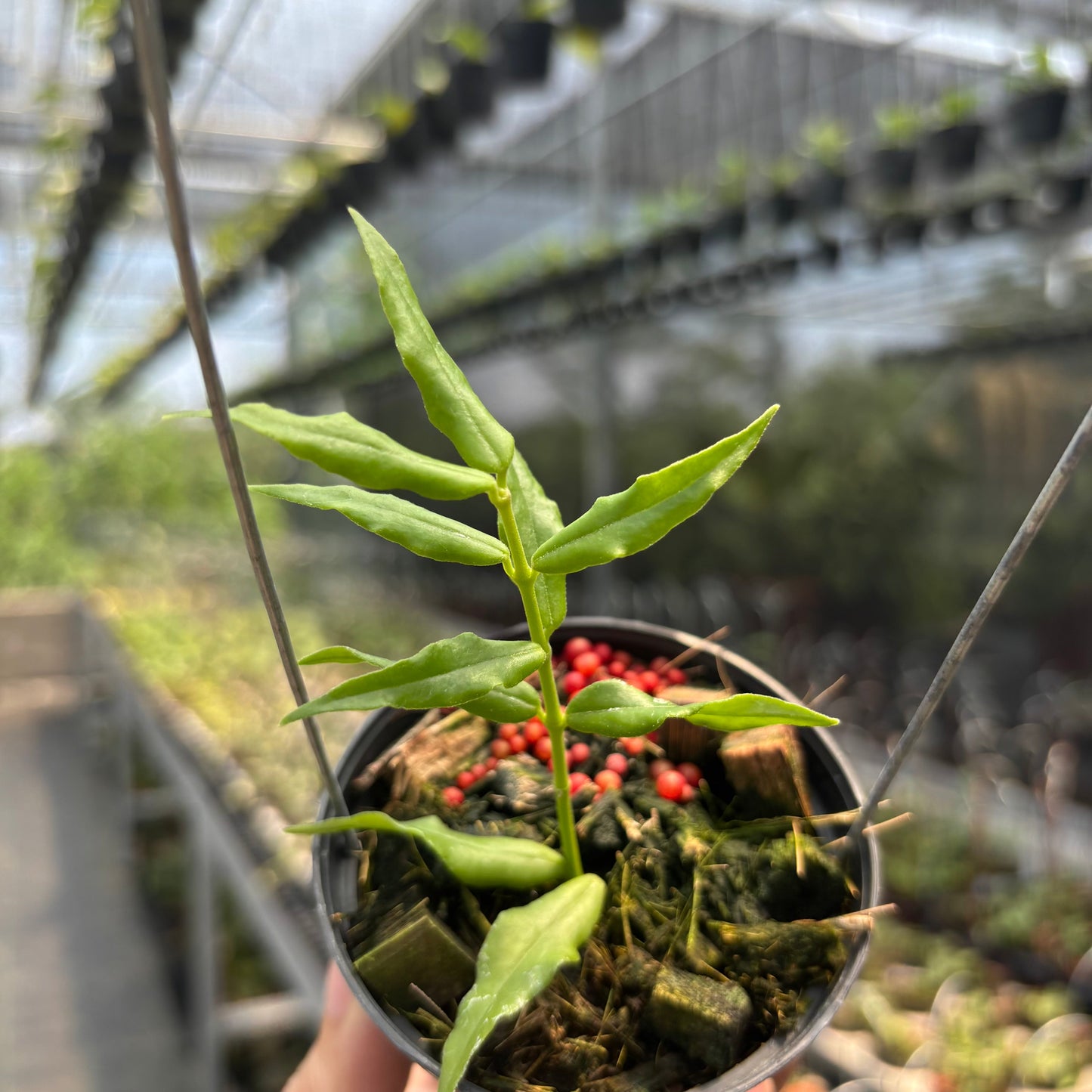 Hoya Paxtonii