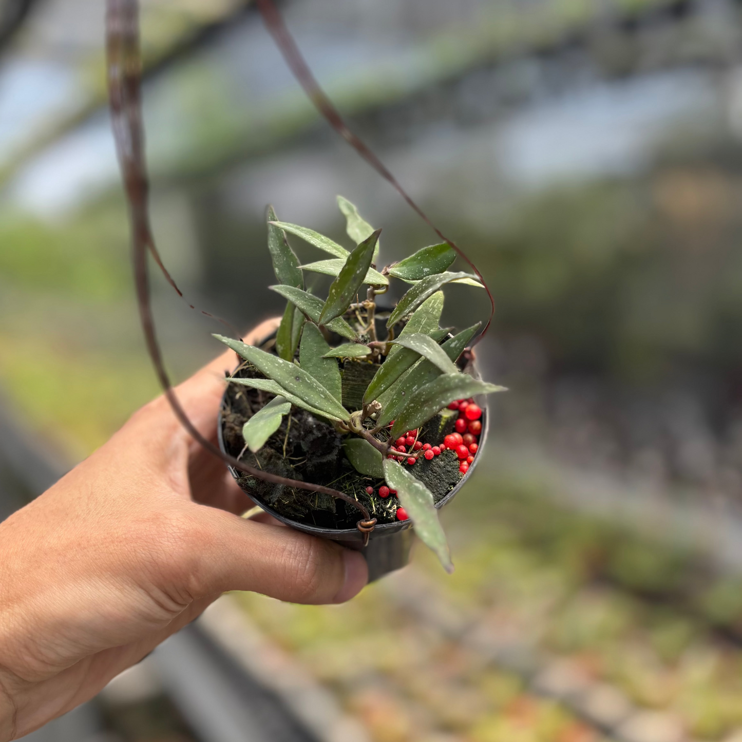 Hoya Mirabilis "Splash" - Indonesian Rare Plants