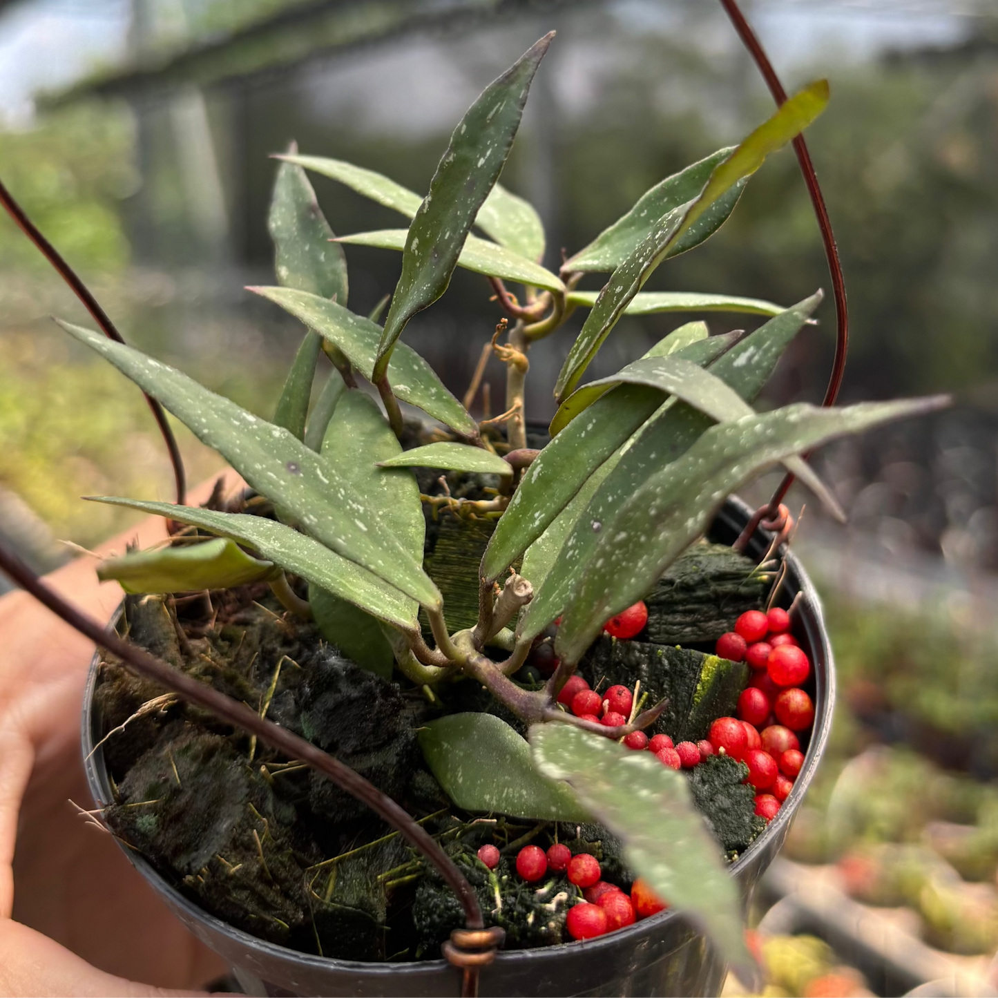 Hoya Mirabilis "Splash"