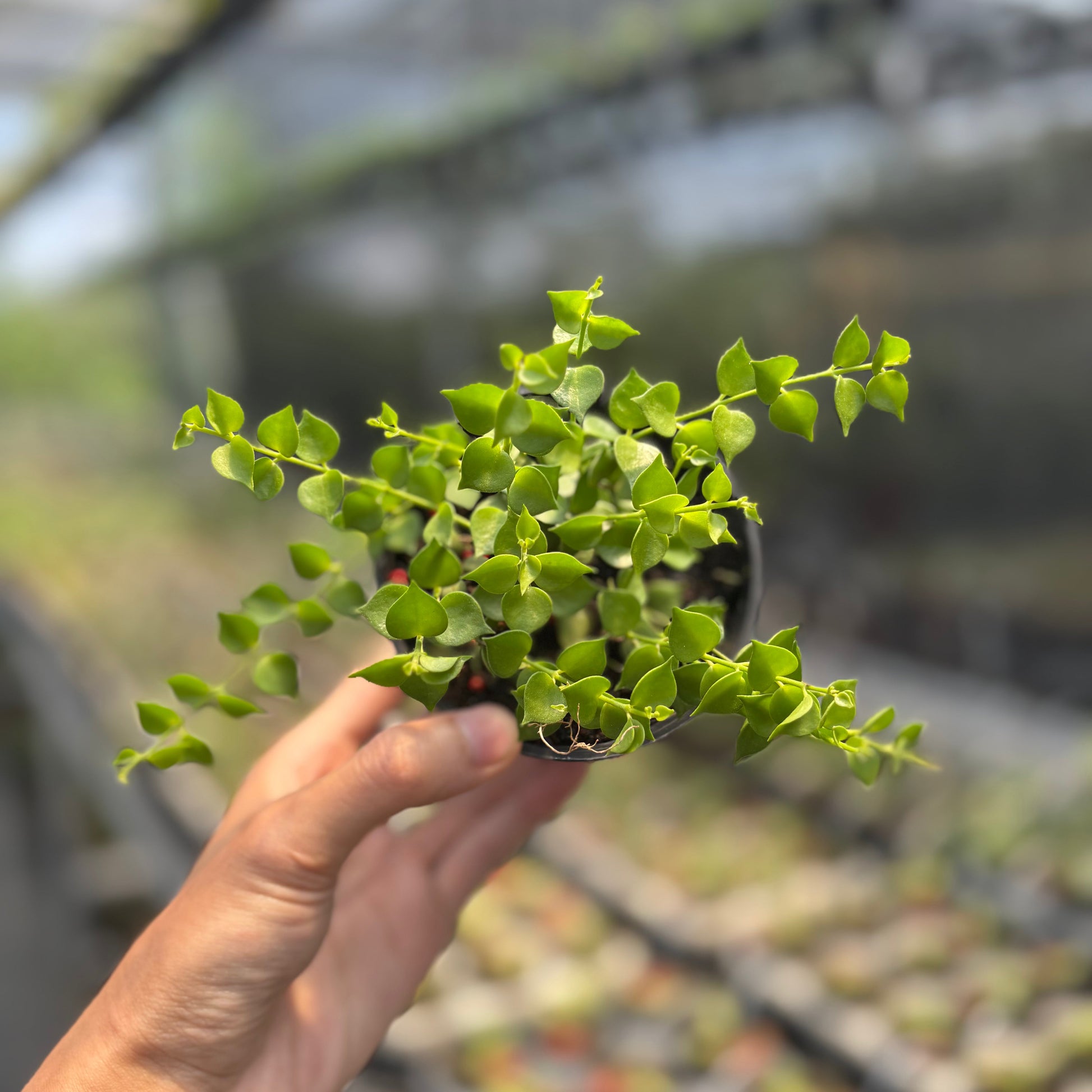Hoya D. Ruscifolia - Indonesian Rare Plants