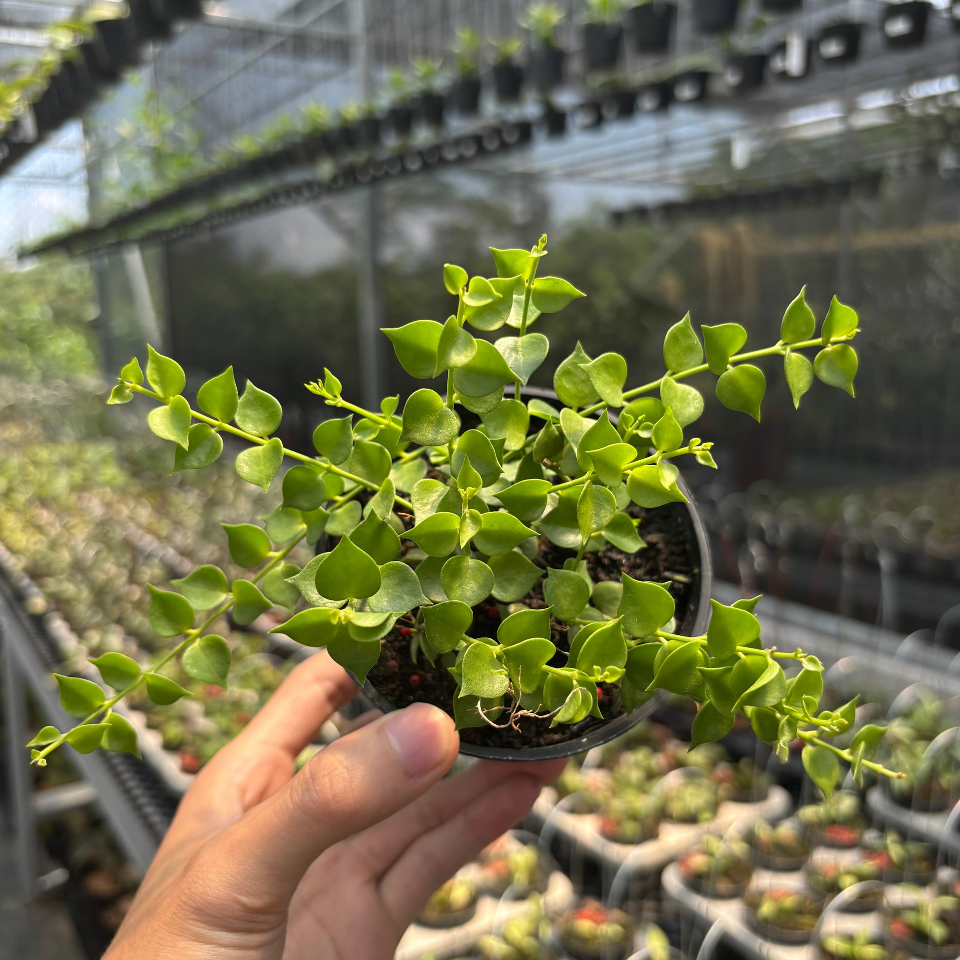 Dischidia Ruscifolia — photo 2