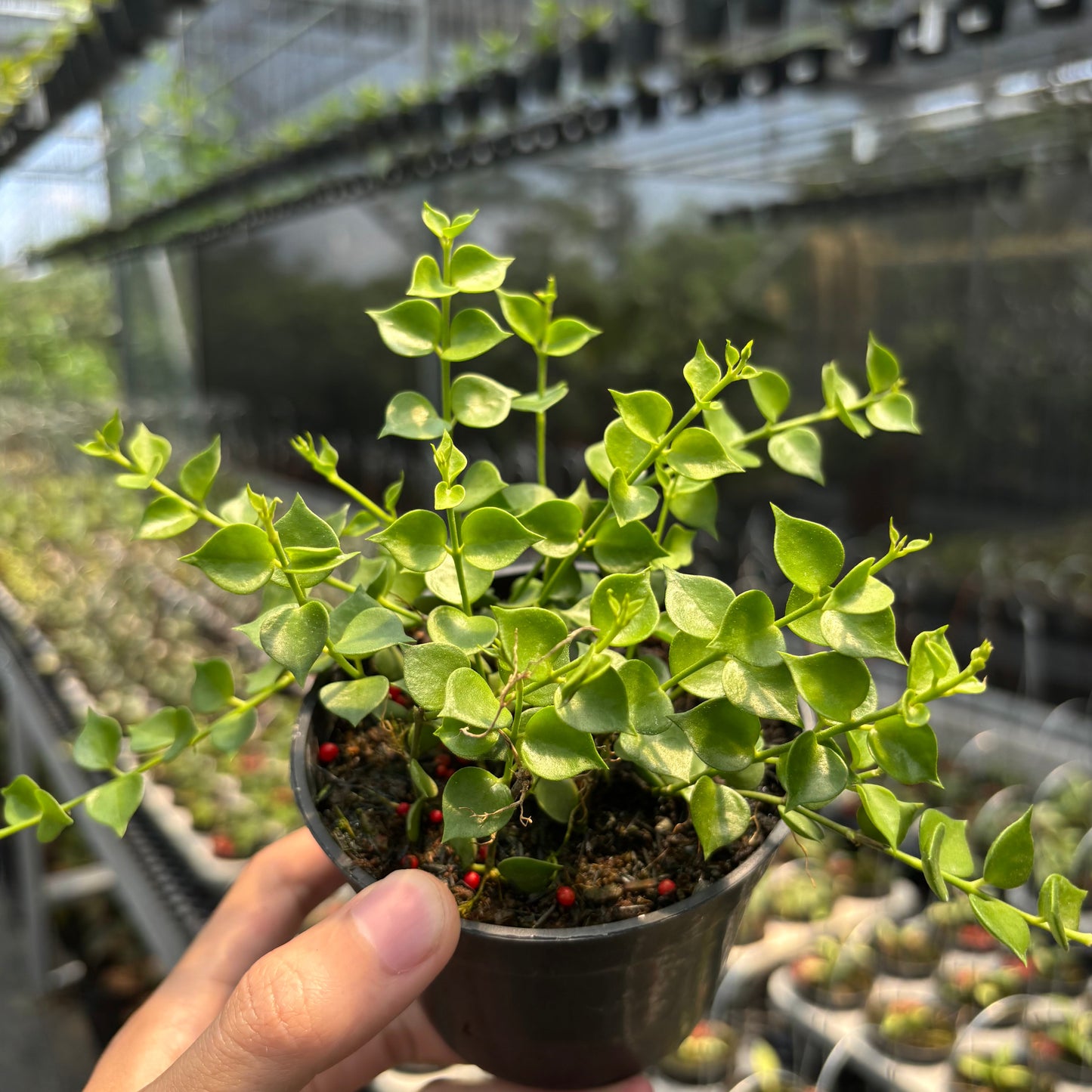 Dischidia Ruscifolia — photo 3