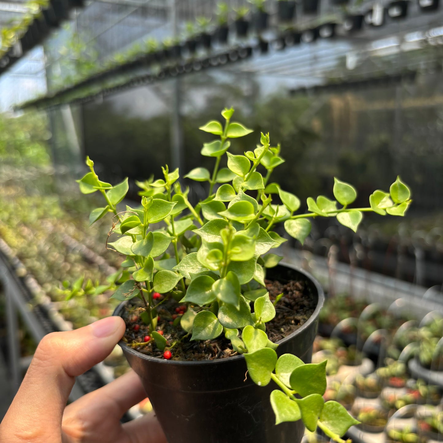 Hoya D. Ruscifolia