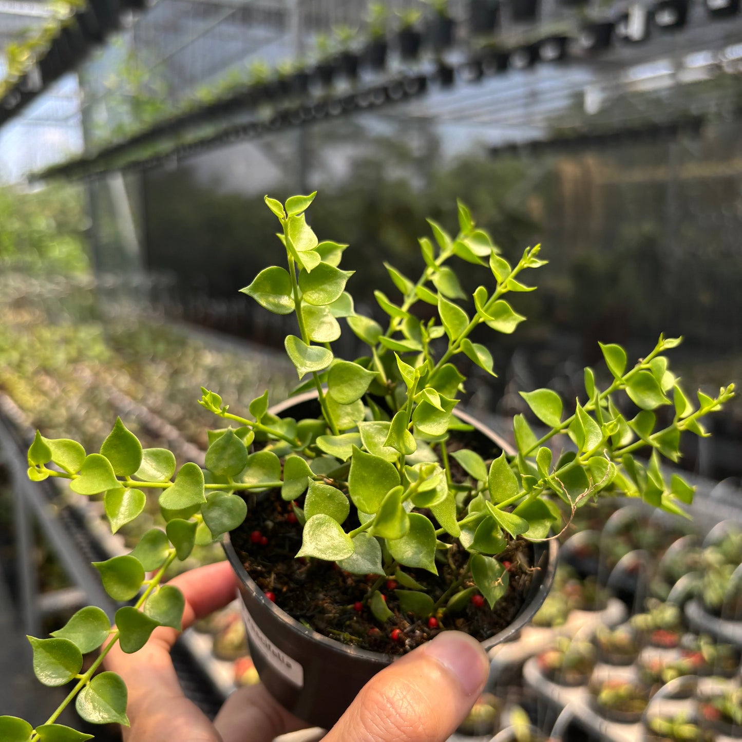 Hoya D. Ruscifolia