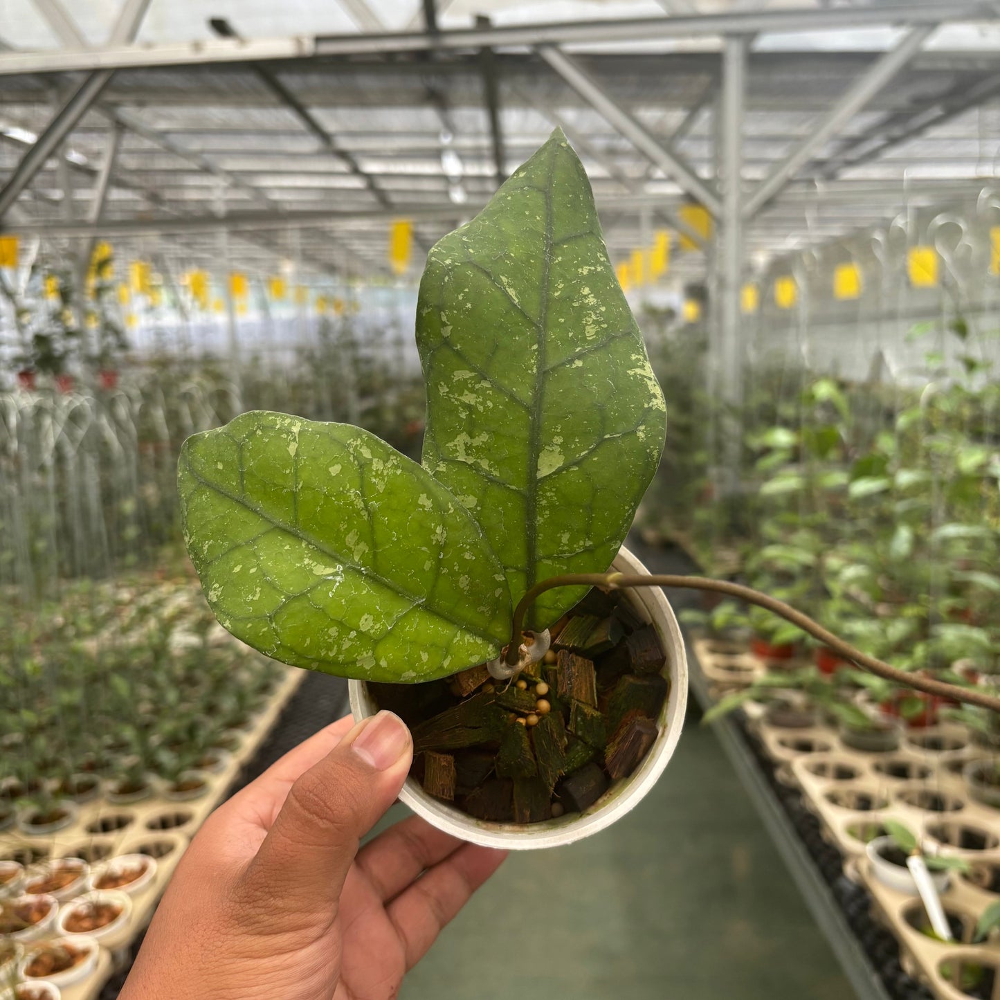 Hoya Clemensiorum SP Borneo Splash - Indonesian Rare Plants