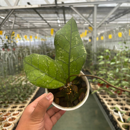 Hoya Clemensiorum SP Borneo Splash - Indonesian Rare Plants