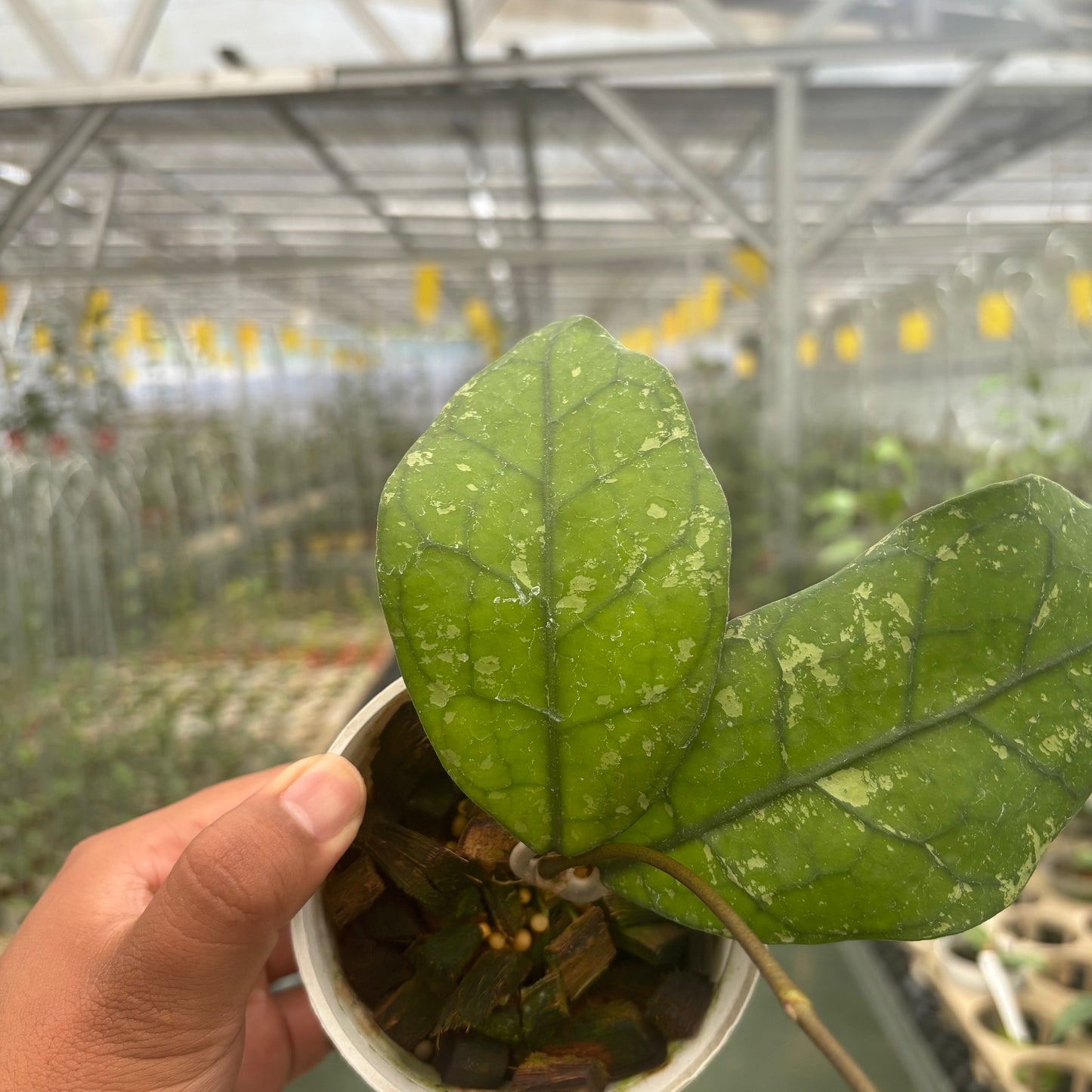 Hoya Clemensiorum Borneo Splash — photo 2