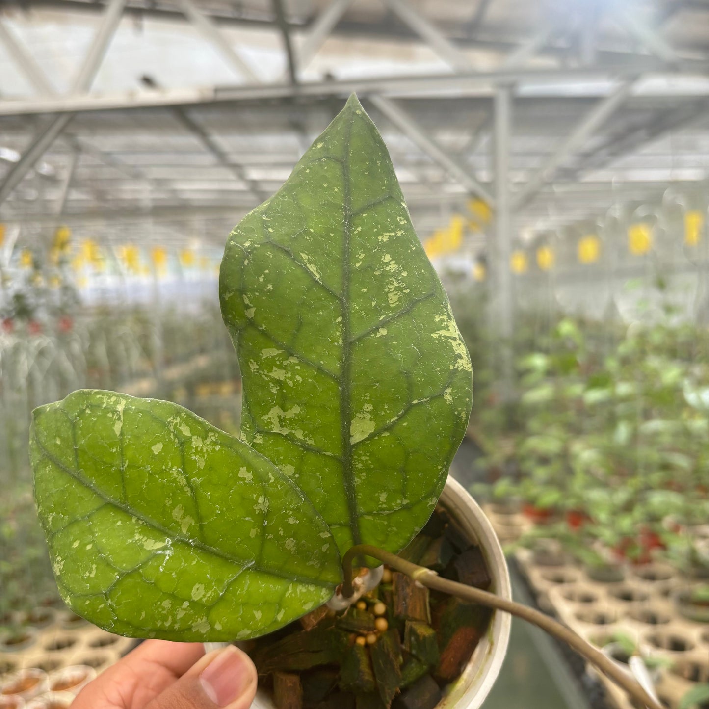 Hoya Clemensiorum Borneo Splash — photo 4