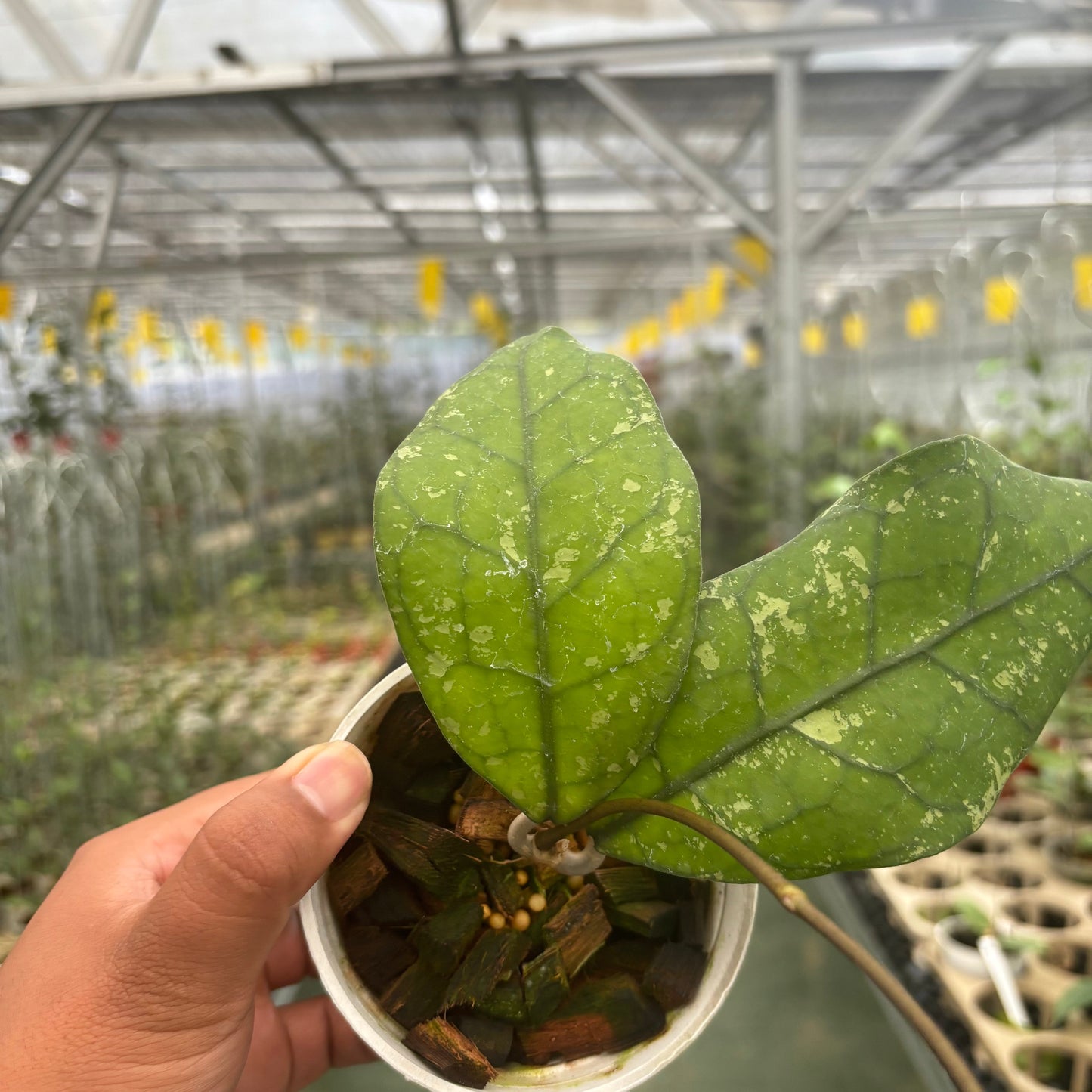 Hoya Clemensiorum Borneo Splash — photo 5