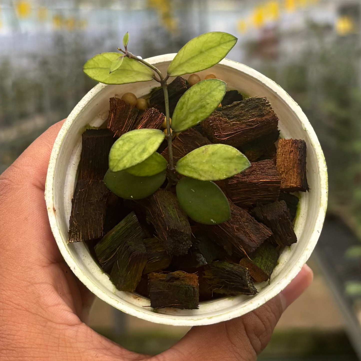 Hoya Mini Coin Variegated