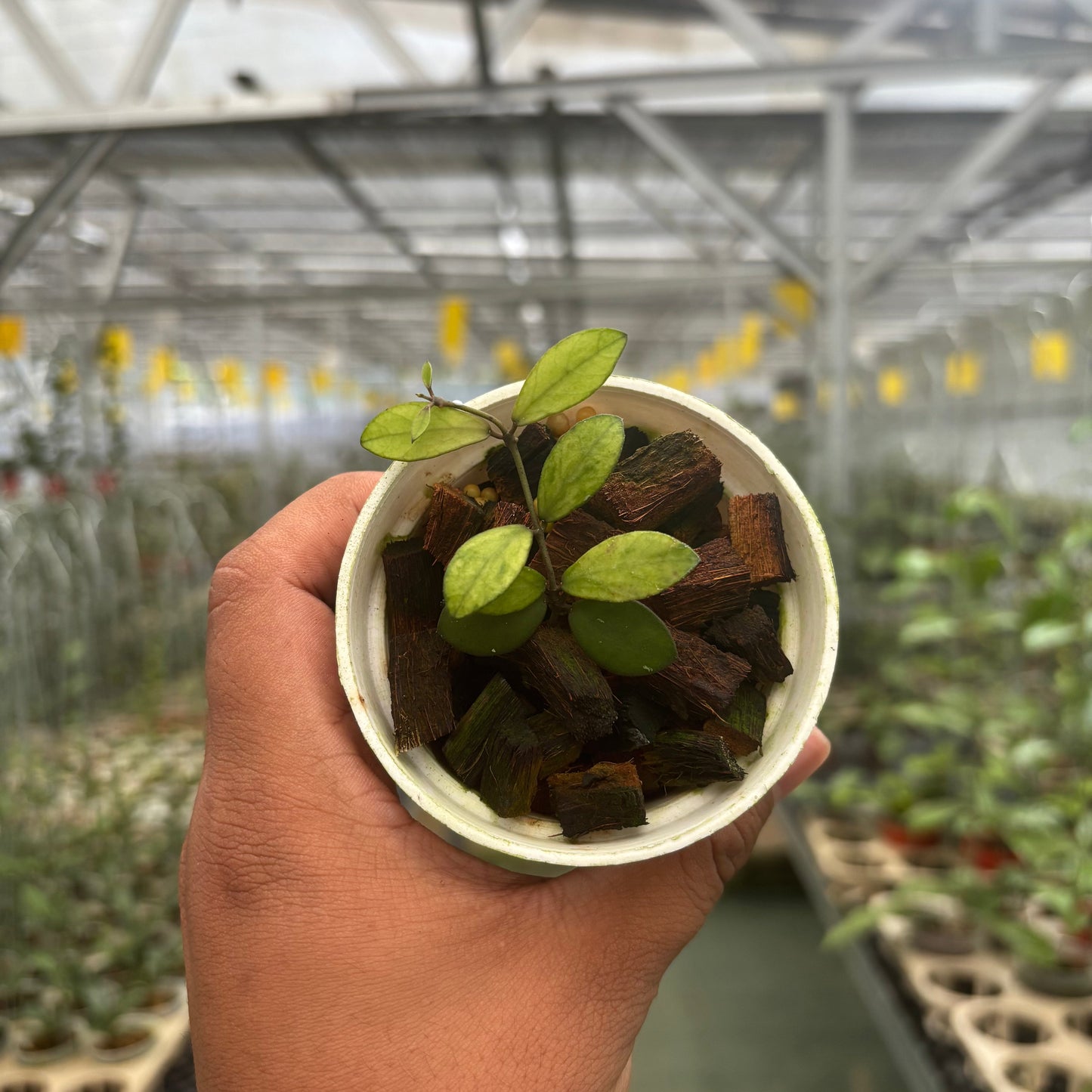 Hoya Mini Coin Variegated - Indonesian Rare Plants