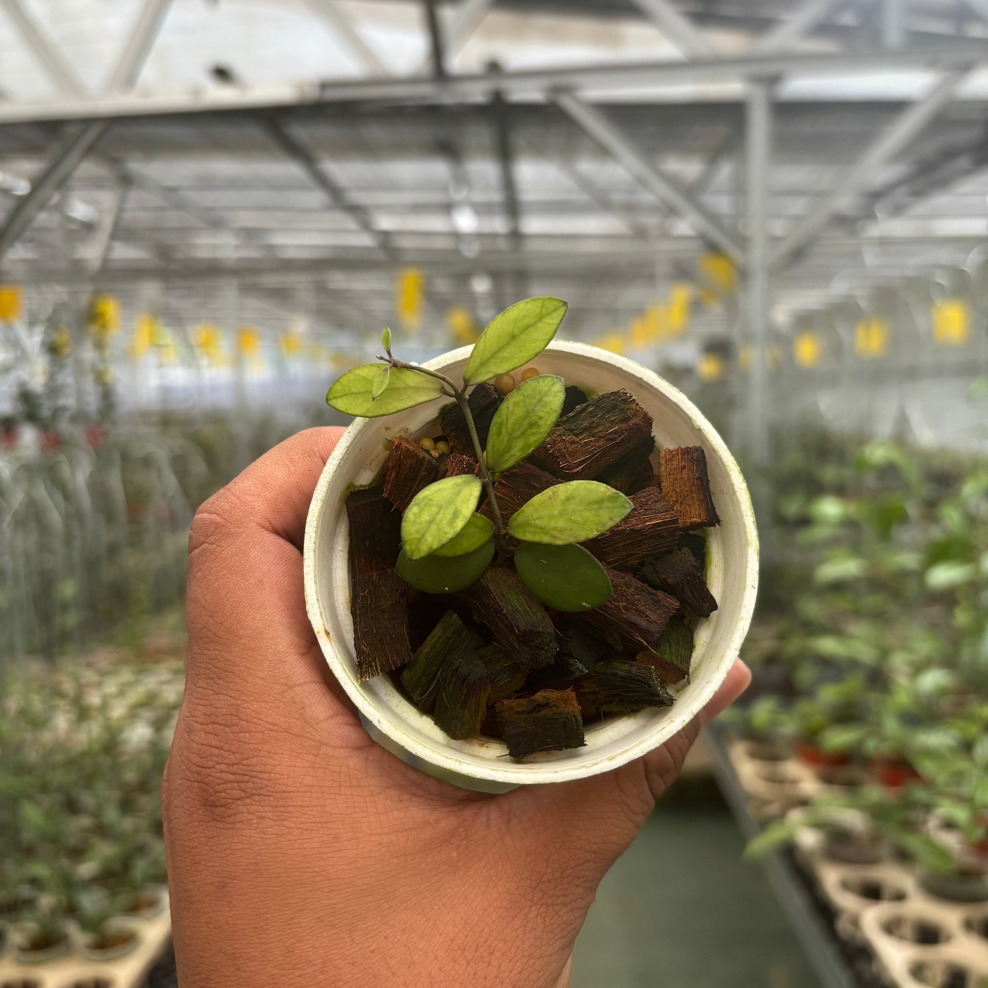 Hoya Mini Coin Variegated - Indonesian Rare Plants