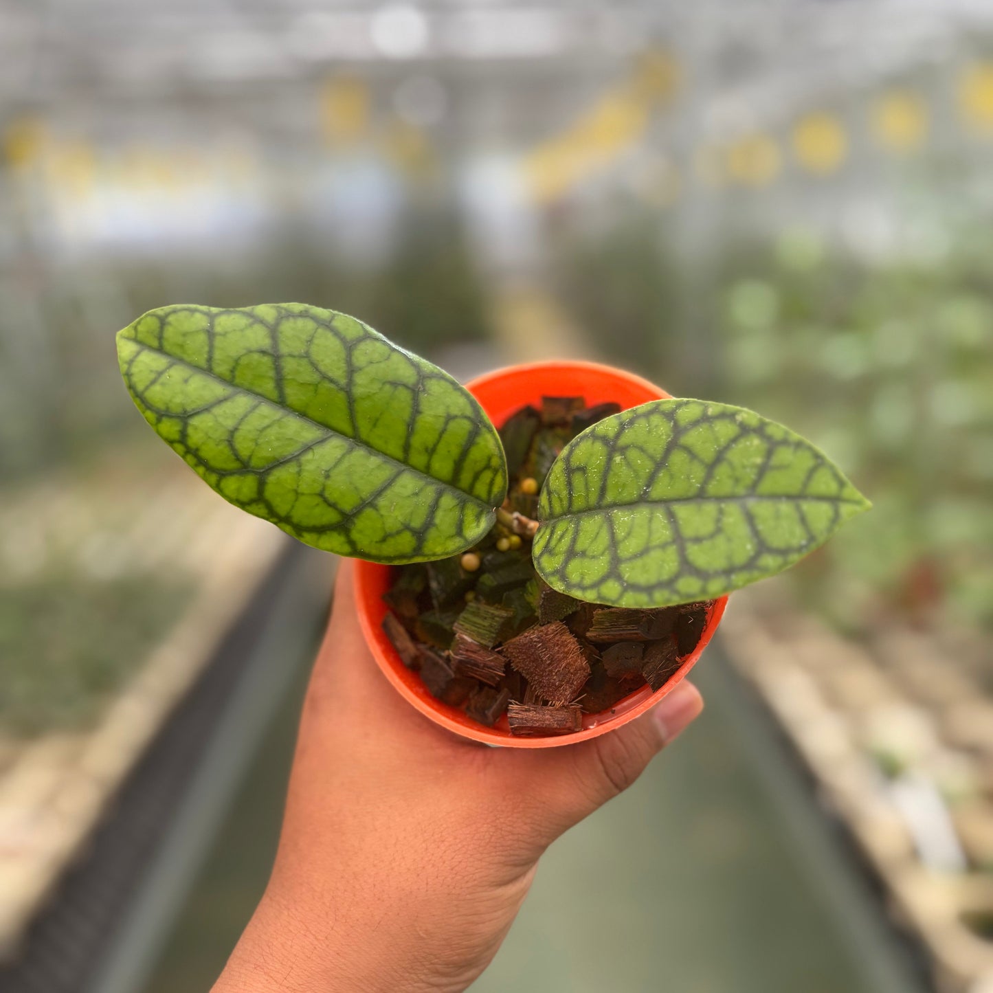 Hoya Callistophylla Black Octopus