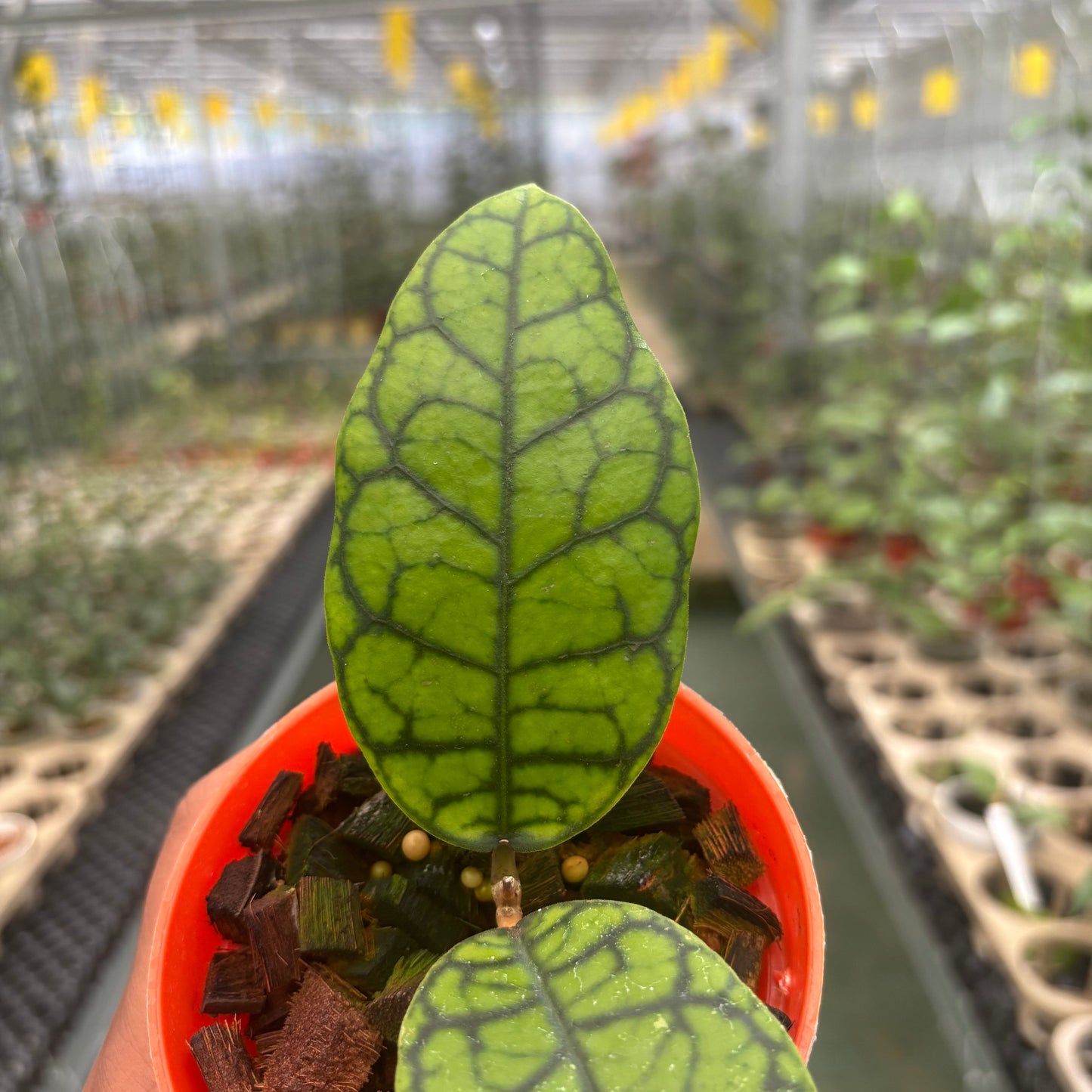 Hoya Callistophylla Black Octopus