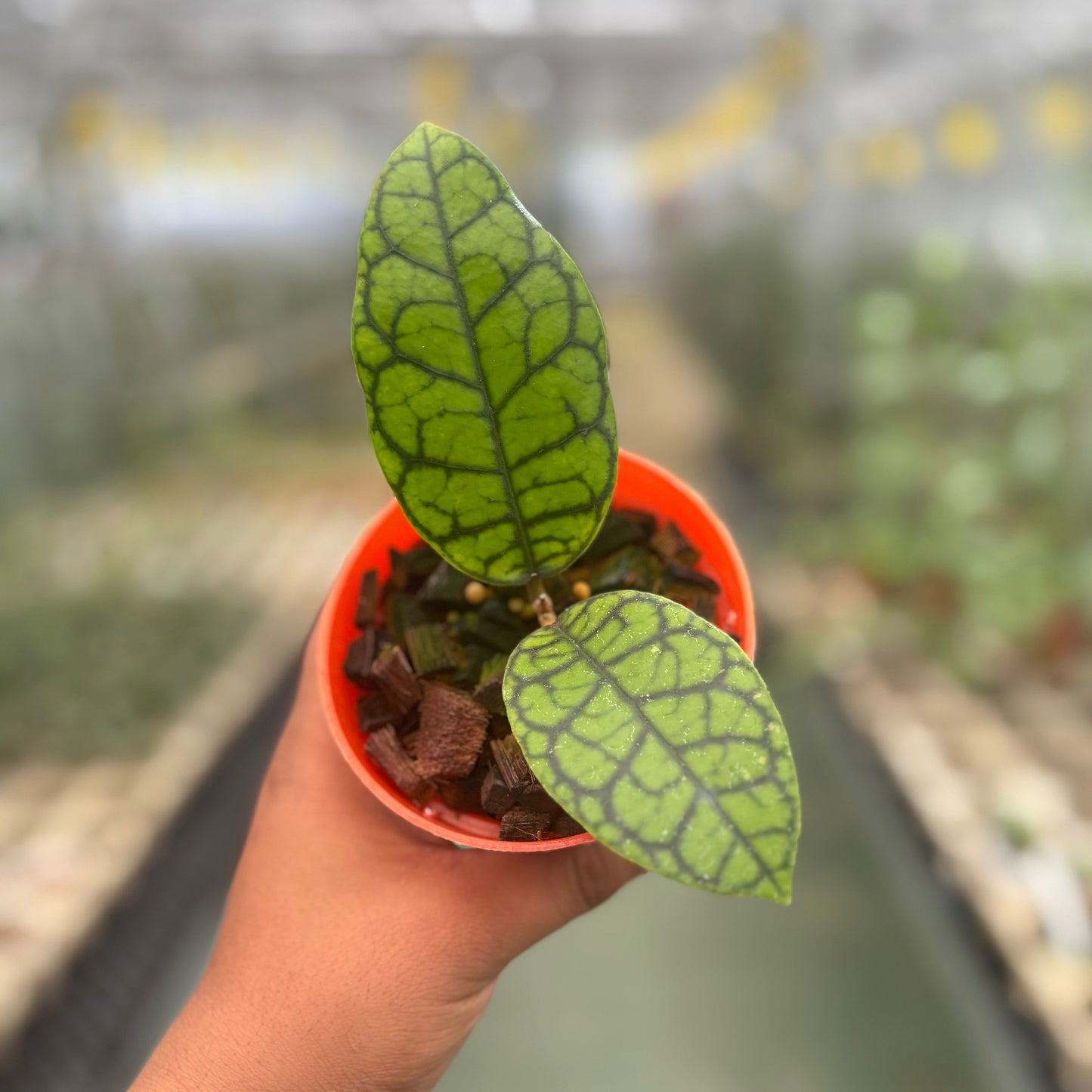 Hoya Callistophylla Black Octopus - Indonesian Rare Plants