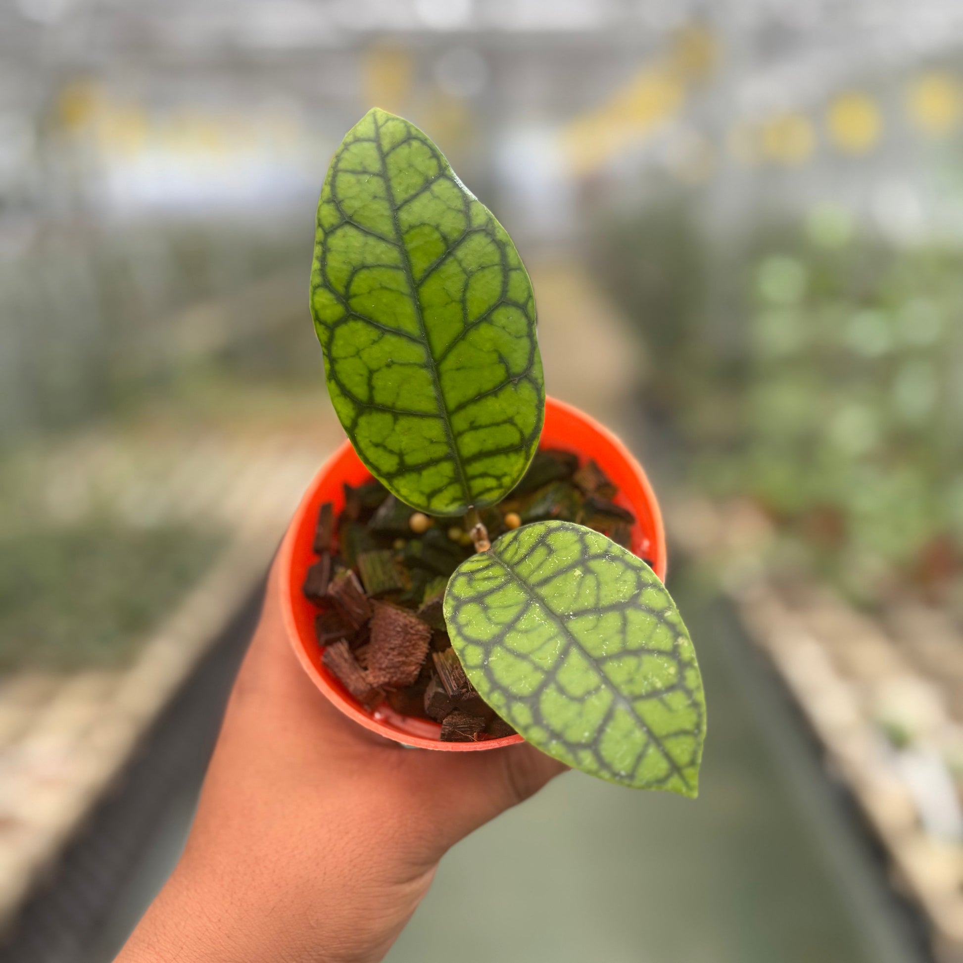 Hoya Callistophylla Black Octopus - Indonesian Rare Plants