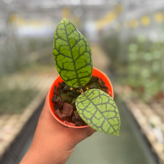 Hoya Callistophylla Black Octopus - Indonesian Rare Plants