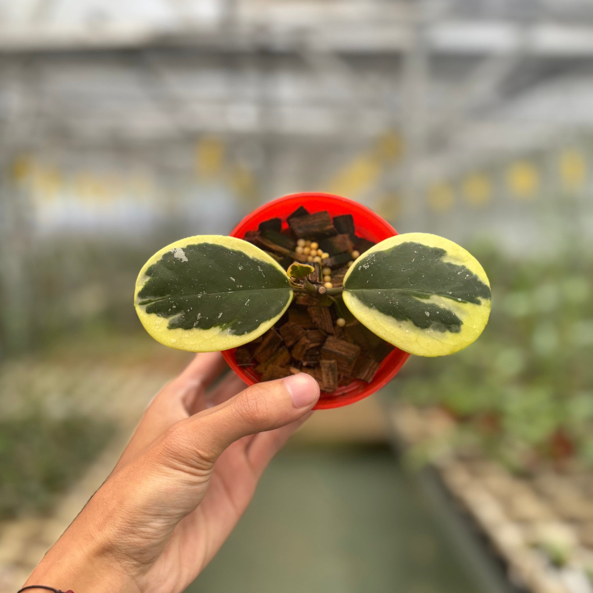 Hoya Obovata Albomarginata - Indonesian Rare Plants