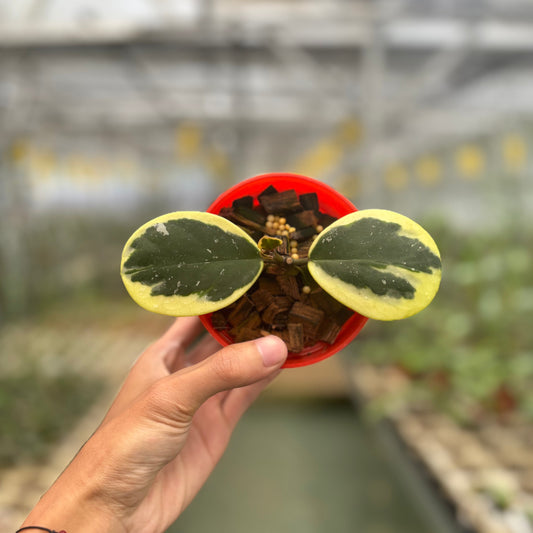 Hoya Obovata Albomarginata - Indonesian Rare Plants