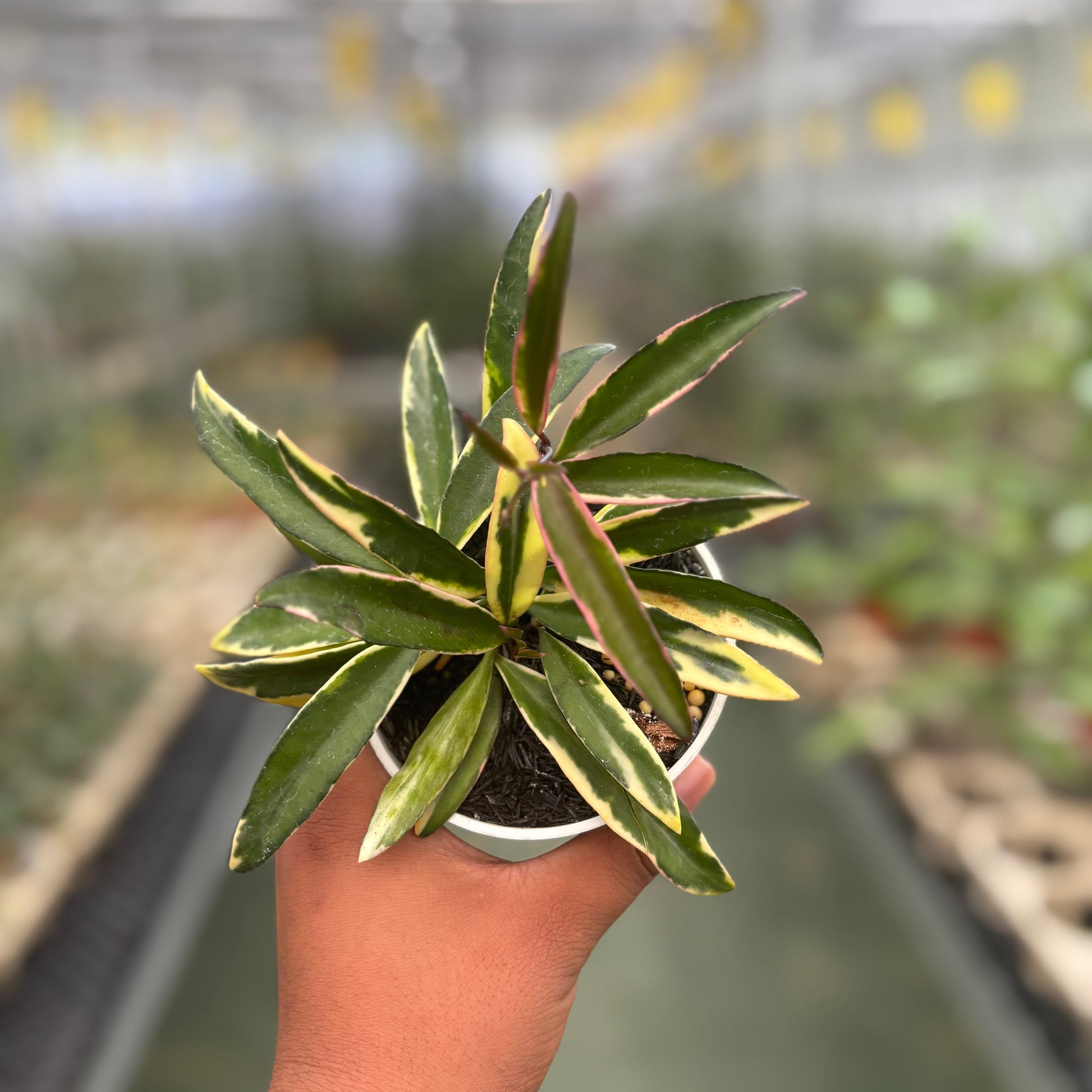 Hoya Wayetii Albomarginata - Indonesian Rare Plants