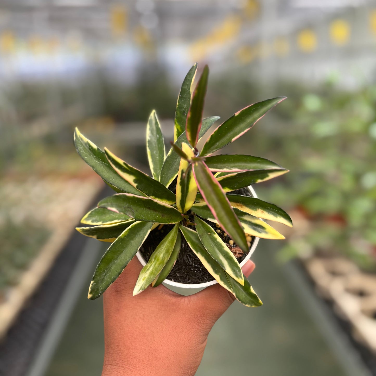 Hoya Wayetii Albomarginata