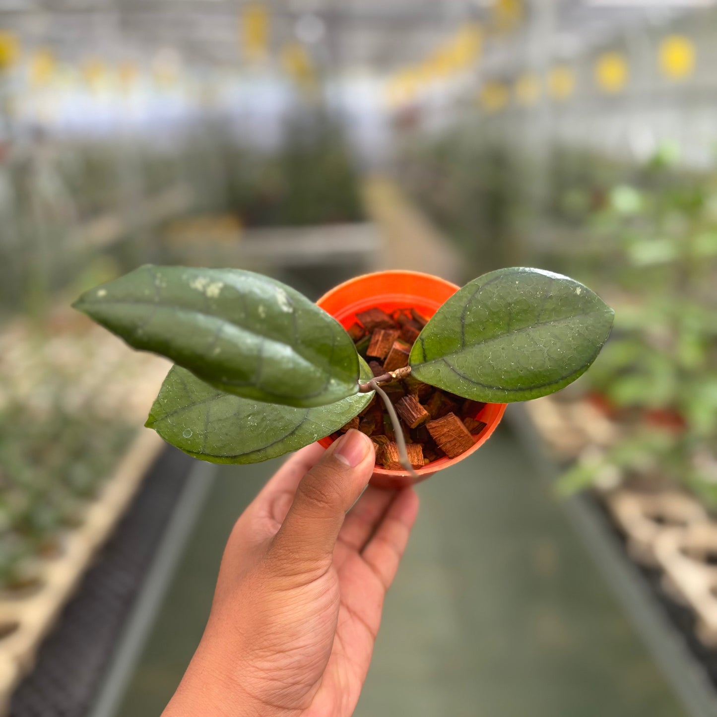 Hoya Callistophylla Veinless - Indonesian Rare Plants