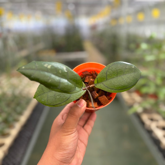 Hoya Callistophylla Veinless - Indonesian Rare Plants