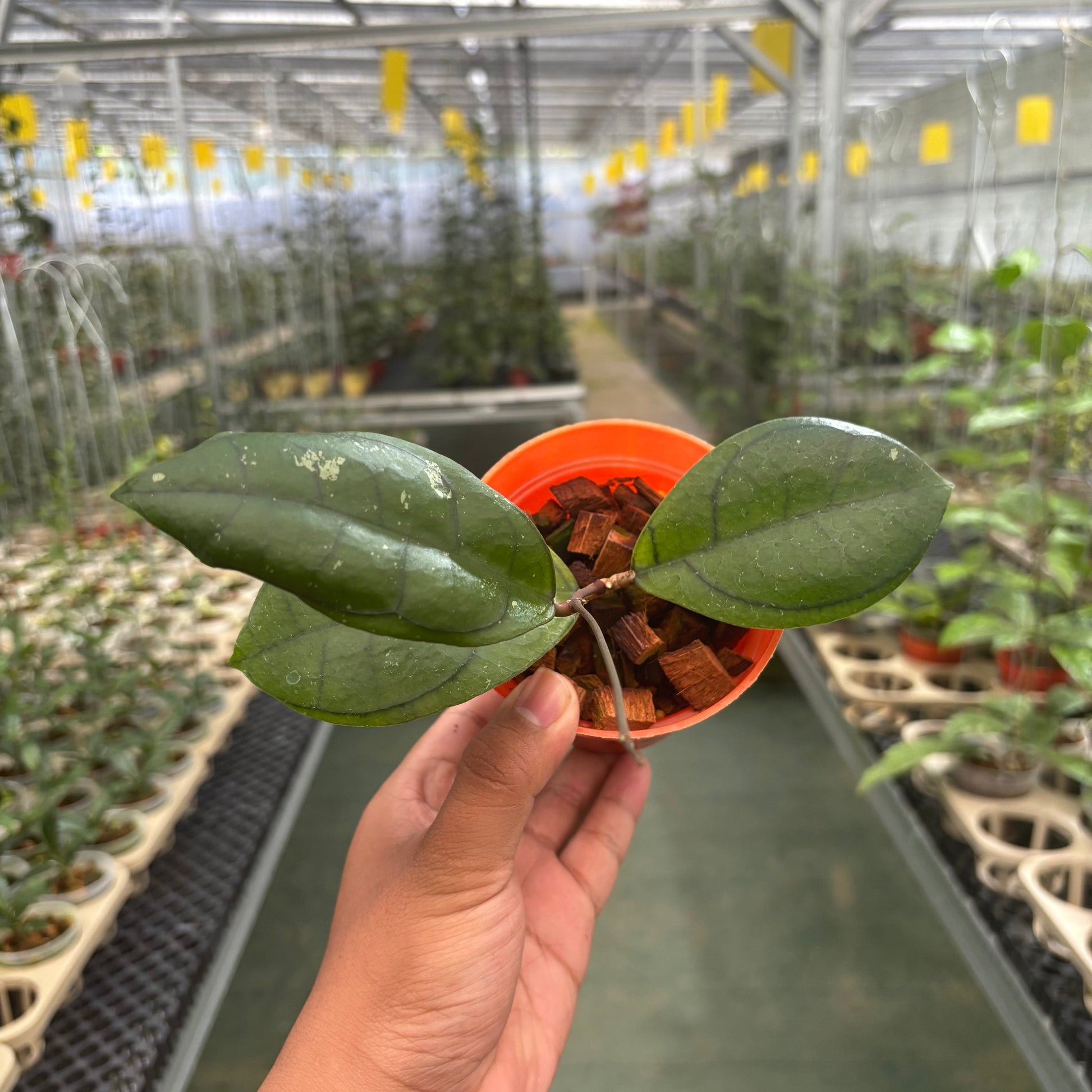 Hoya Calistophylla Veinles — photo 4