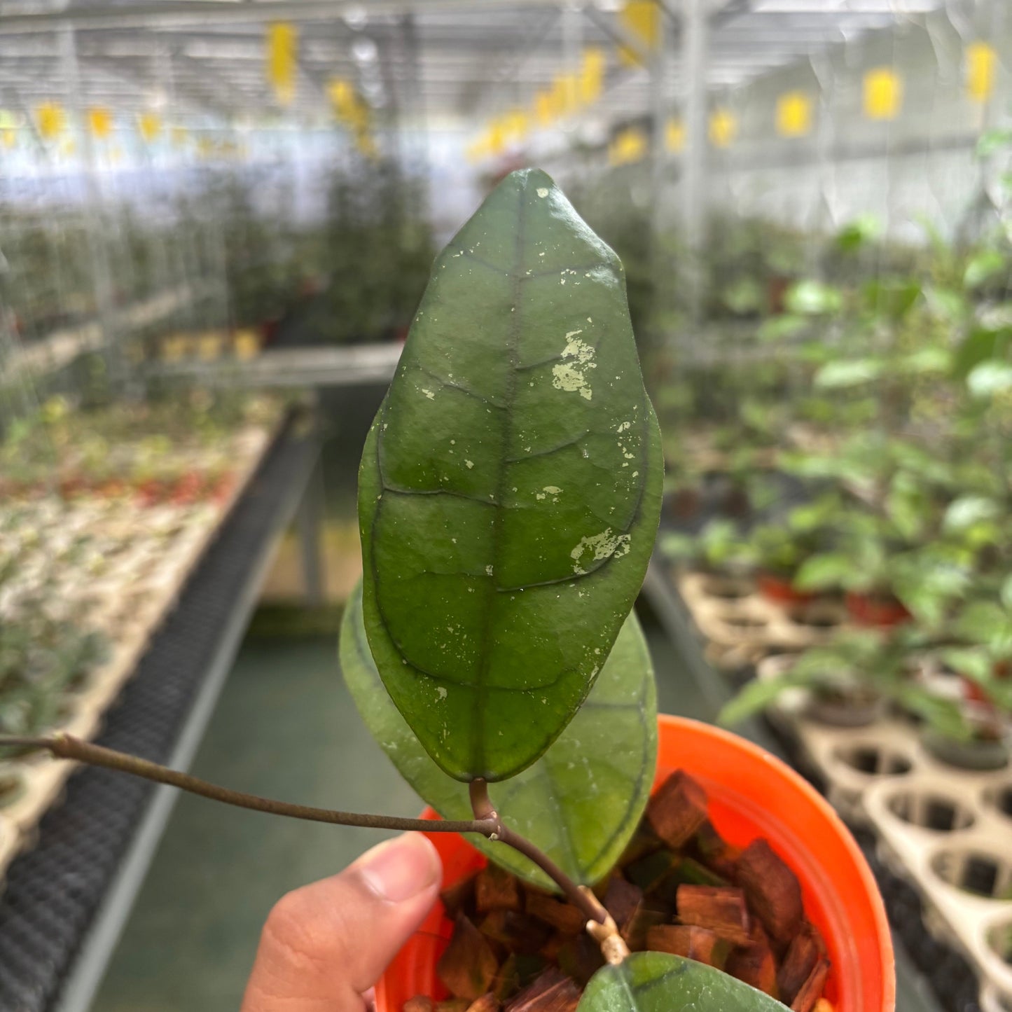 Hoya Callistophylla Veinless