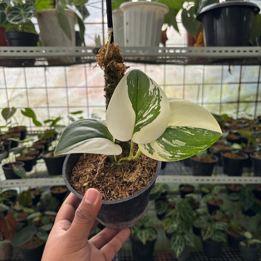 Scindapsus Moonlight Halfmoon - Indonesian Rare Plants