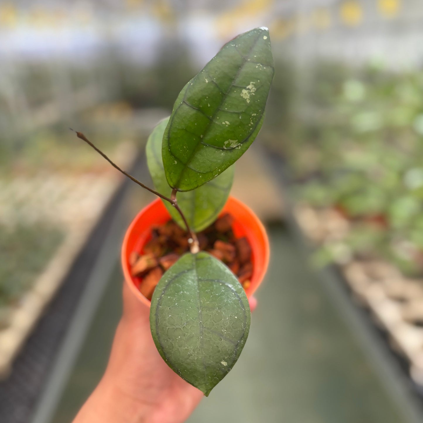 Hoya Calistophylla Veinles — rare Indonesian plant