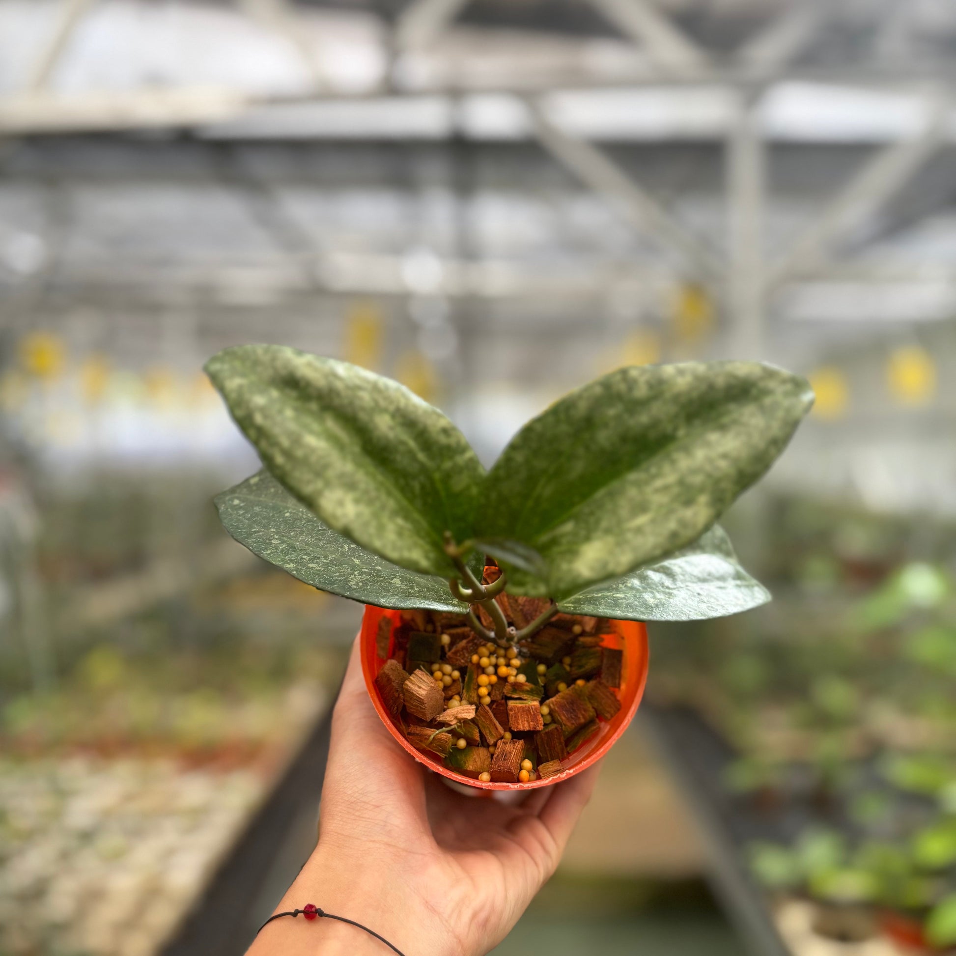 Hoya Macrophylla Rimba Perak — rare Indonesian plant