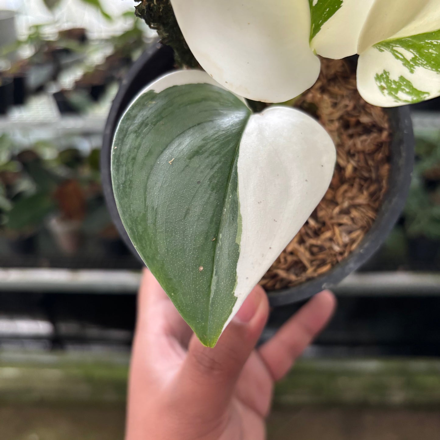 Scindapsus Moonlight Halfmoon