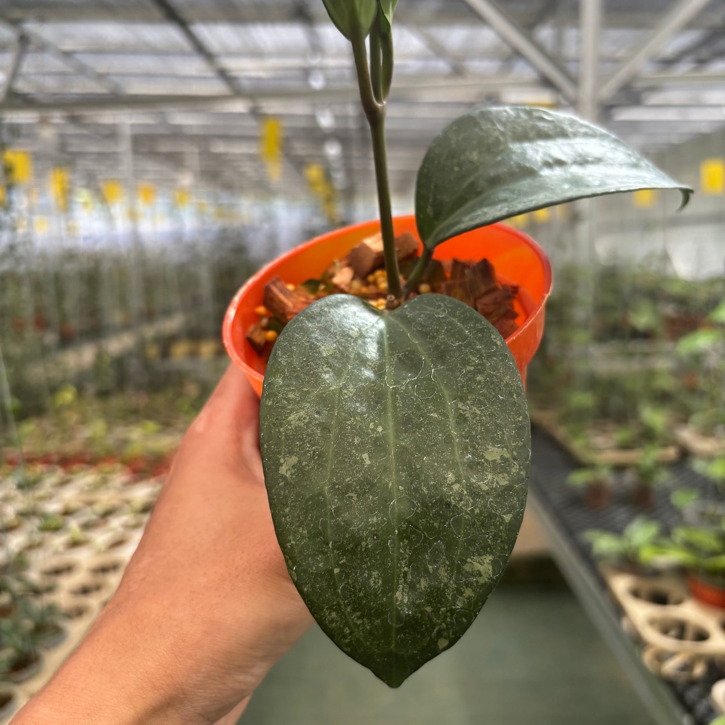 Hoya Macrophylla Rimba Perak — photo 4