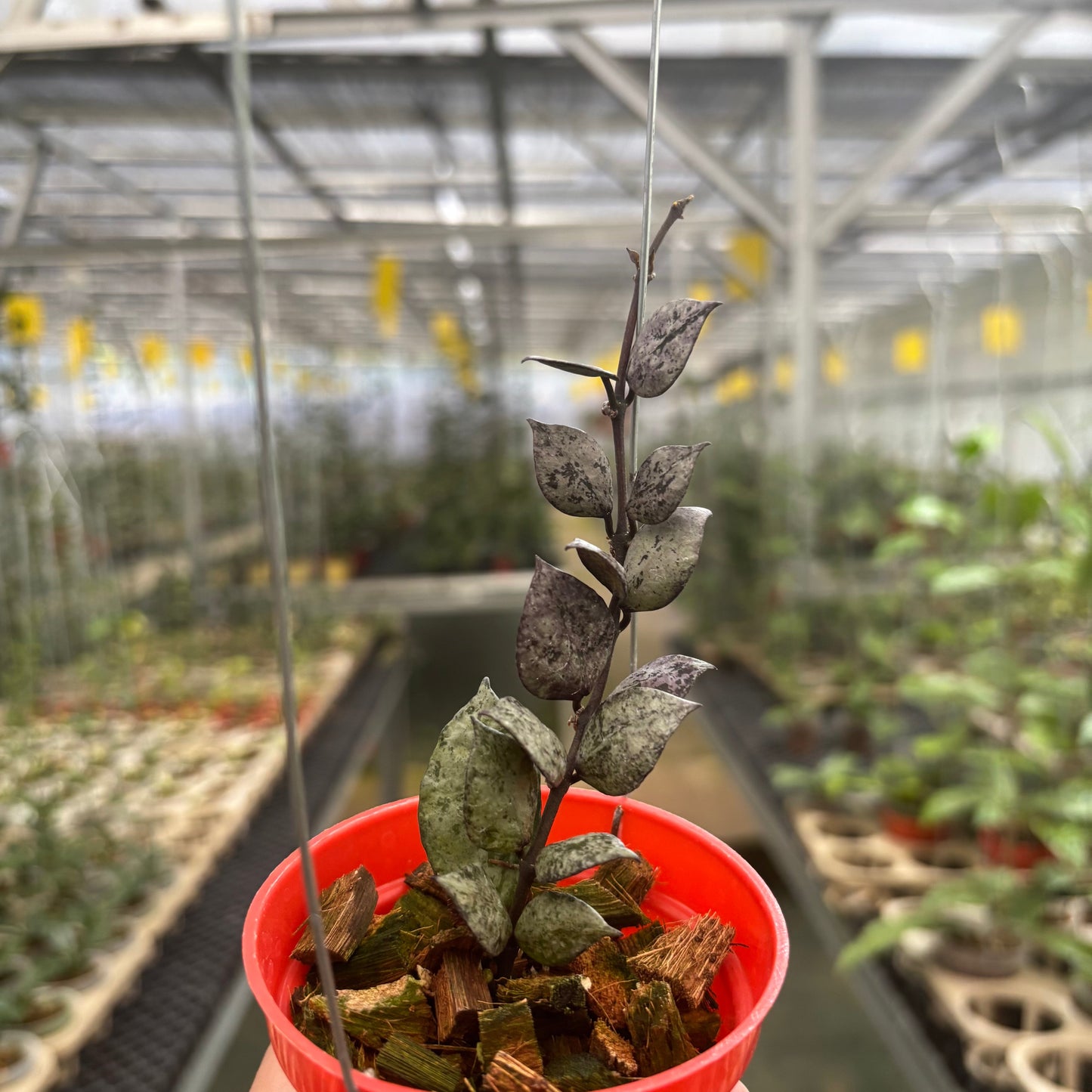 Hoya Lacunosa Black Aurora - Indonesian Rare Plants