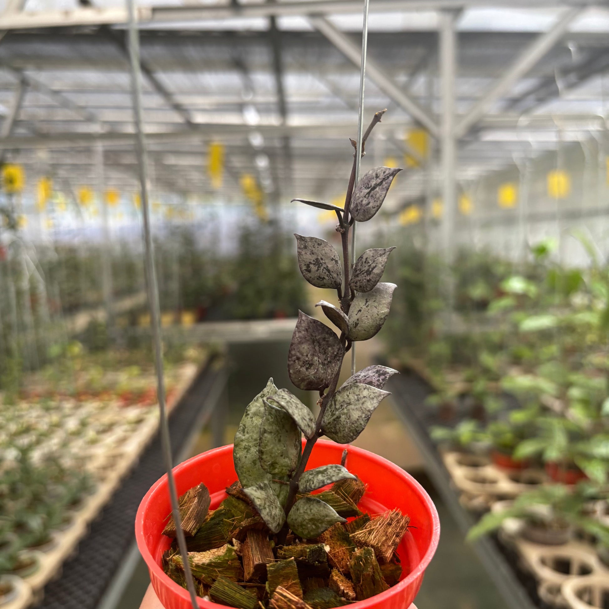 Hoya Lacunosa Black Aurora - Indonesian Rare Plants